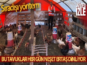 55 yıllık yumurta üreticisinden sıra dışı 'müzikli' yöntem