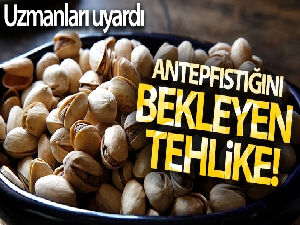 Antepfıstığını bekleyen tehlike