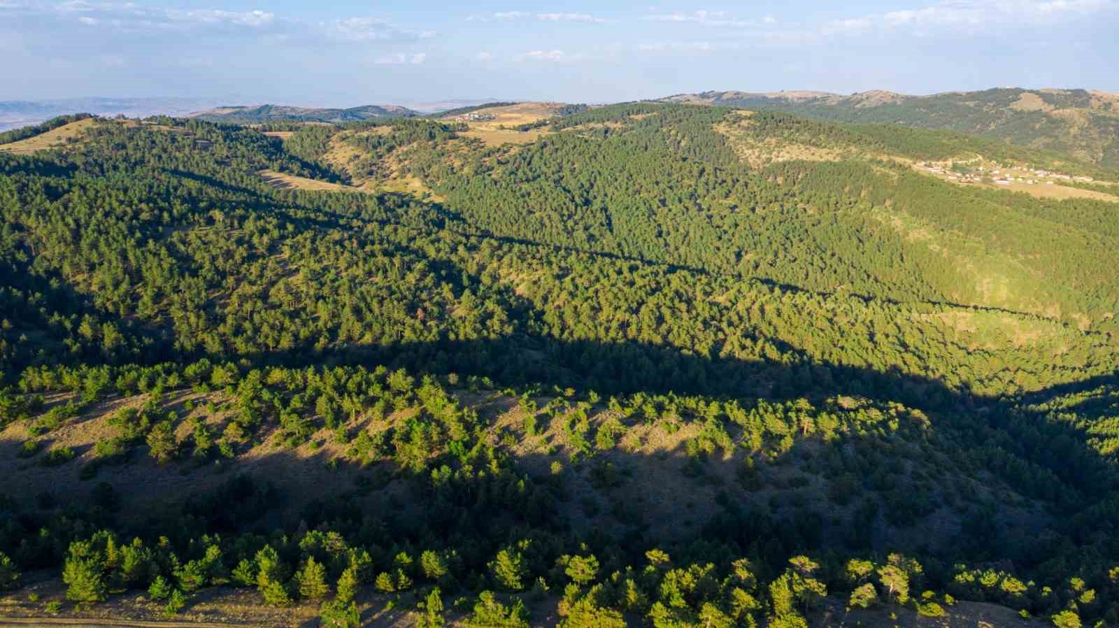 sivas-ta-ormanlik-alanlara-giris-yasaklandi