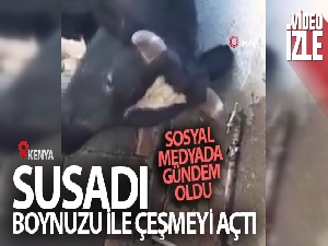 Susayan inek boynuzu ile çeşmeyi açtı, sosyal medyada gündem oldu