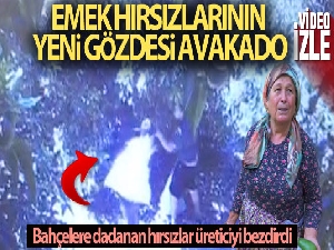 Tanesi 10-15 TL'den satılan Avokado bahçelerine dadanan hırsızlar üreticiyi bezdirdi