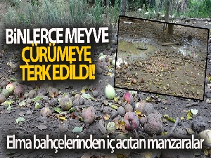 Binlerce ton meyve çürümeye terk edildi