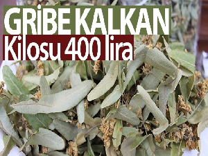 Gribe kalkan ıhlamurun kilosu 400 lira