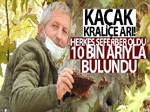 Kaçak kraliçe arı, 10 bin arıyla bulundu