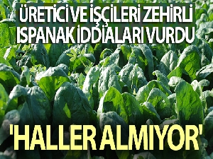 Üretici ve işçileri zehirli ıspanak iddiaları vurdu: 'Haller ıspanak almıyor'