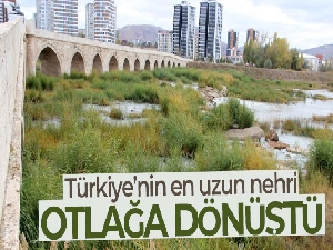 Kızılırmak otlağa dönüştü