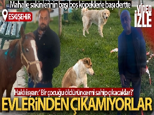 Mahmudiye halkının başıboş köpeklerle başı dertte