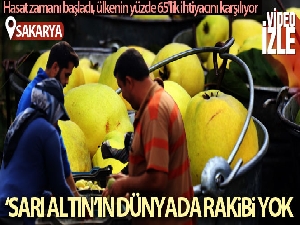 Sakarya'da yetiştiriliyor, dünyada rakibi yok