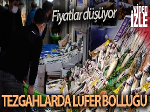 Balık tezgahlarında lüfer bolluğu devam ediyor