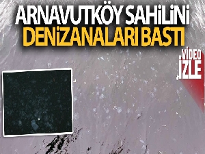 Arnavutköy sahilini denizanaları bastı