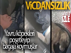Yavru köpekleri poşetleyip bagaja koymuşlar