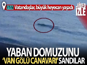 Yaban domuzunu ‘Van Gölü Canavarı' sandılar