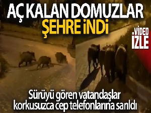 Bursa'da aç kalan domuz sürüsü şehre indi