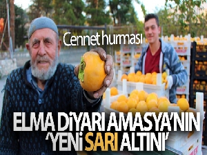 Elma diyarı Amasya'nın ‘yeni sarı altını' cennet hurması