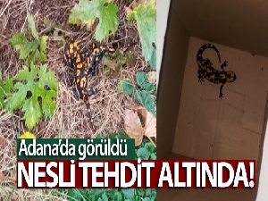 Adana'da nesli tükenmekte olan 'Türk semenderi' bulundu