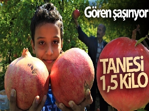 Gören şaşırıyor, bu narların tanesi 1,5 kilo