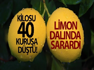 Kilosu 40 kuruşa düşen limon dalında sarardı