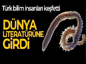 Türk bilim insanları 2 yeni deniz canlısı keşfetti: Dünya literatürüne girdi