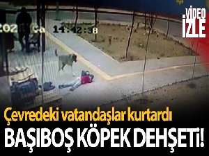 Başıboş köpekler çocuğa böyle saldırdı