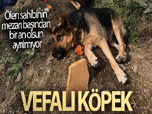 Vefalı köpek, ölen sahibinin mezarı başından bir an olsun ayrılmıyor