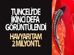 Keban Baraj gölünde ikinci defa görüntülendi, havyarı tam 2 milyon liraya alıcı buluyor