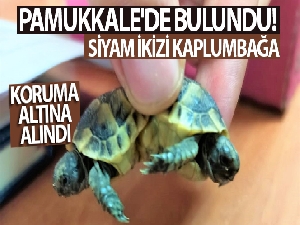 Siyam ikizi kara kaplumbağaları koruma altına alındı