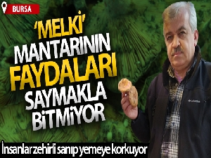 İnsanlar zehirli sanıp korkuyor, faydaları saymakla bitmiyor