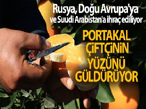 Adana'da portakal hasadı sürüyor