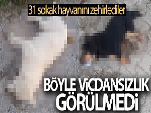 İzmir'de vicdansızlık: Zehirlenen 31 sokak hayvanı öldü
