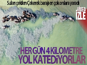 Suları çekilen baraj zemininde hayvanlarını otlatmak için 4 kilometre yol kat ediyor