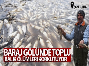 Baraj gölünde toplu balık ölümleri korkutuyor