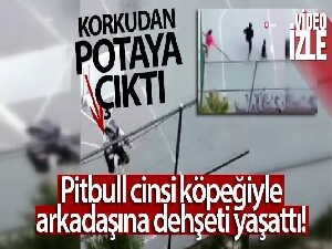 Pitbull cinsi köpeğiyle arkadaşına dehşeti yaşattı: Çocuk korkudan potaya çıktı