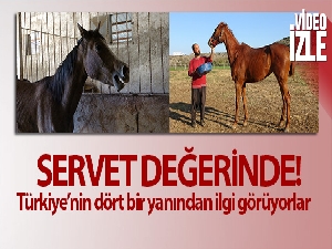 Servet değerindeki atlar, Türkiye'nin dört bir yanından ilgi görüyor