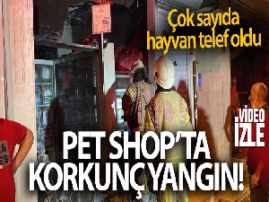 Bayrampaşa'da pet shopta yangın: Çok sayıda hayvan telef oldu