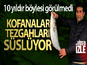 Tezgahlarda kofana bolluğu yaşanıyor