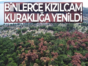 Kuraklığın vurduğu kızılçamlar kesiliyor