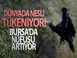 Dünyada nesli tükeniyor....Bursa'da nüfusu artıyor