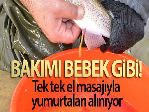 Bebek gibi bakılıyor tek tek el masajıyla yumurtaları alınıyor