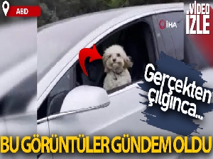 Hareket halindeki Tesla'nın sürücü koltuğundaki köpek gündem oldu