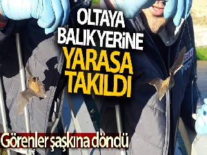 Oltaya balık yerine yarasa takıldı