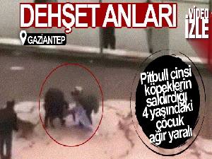 Site bahçesinde pitbull dehşeti