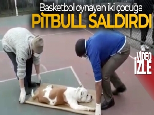 Sultangazi'de basketbol oynayan iki çocuğa pitbull cinsi köpek saldırdı