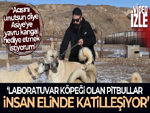 Laboratuvar köpeği olan pitbullar insan elinde katilleşiyor