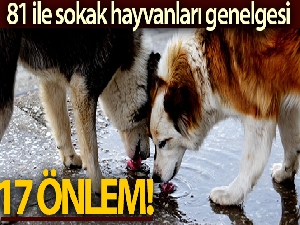 Bakanlıktan sahipsiz ve tehlike arz eden hayvanlarla ilgili genelge