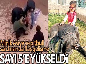 Minik Asiye'ye pitbull saldırısında tutuklama sayısı 5'e çıktı