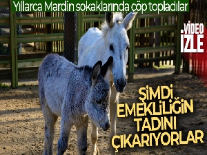 Emekliliğin tadını çıkartan eşekler