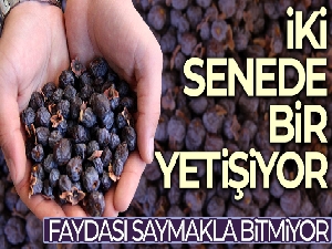 İki senede bir yetişiyor, faydası saymakla bitmiyor