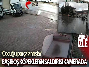 Başıboş köpeklerin 10 yaşındaki çocuğa saldırdığı an kamerada