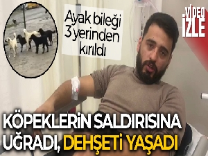 Bahçeşehir'de köpeklerin saldırısına uğrayan adam dehşeti yaşadı