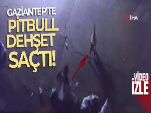 Gaziantep'te dehşet saçan pitbull güvenlik kamerasında